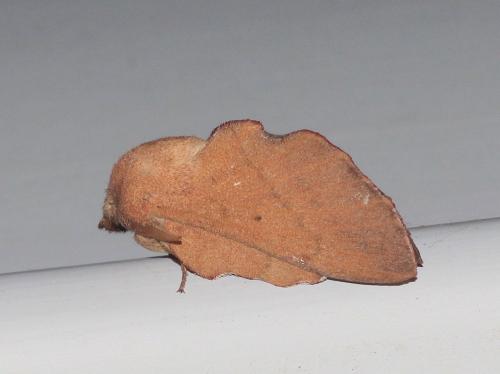 Réf. 293 155 : Phyllodesma suberifolia